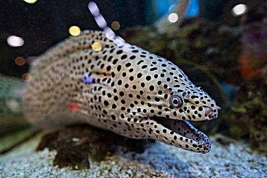 《我为情狂》三上悠亚采访视频：为演绎角色下大功夫